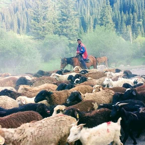 Sheep herder in Kyrgyzstan