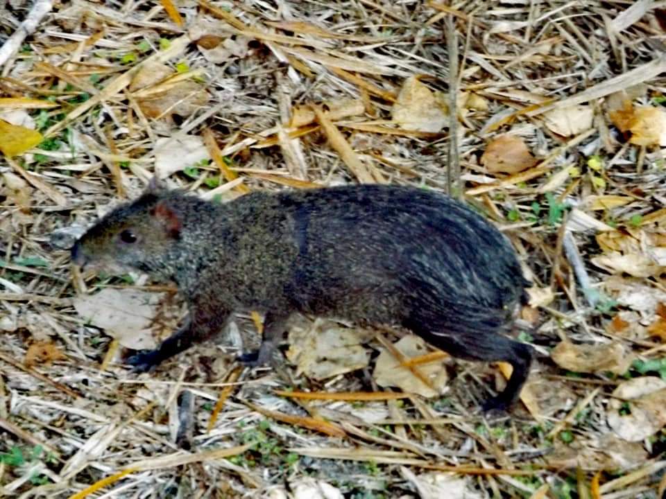 An agouti in Salento, Colombia