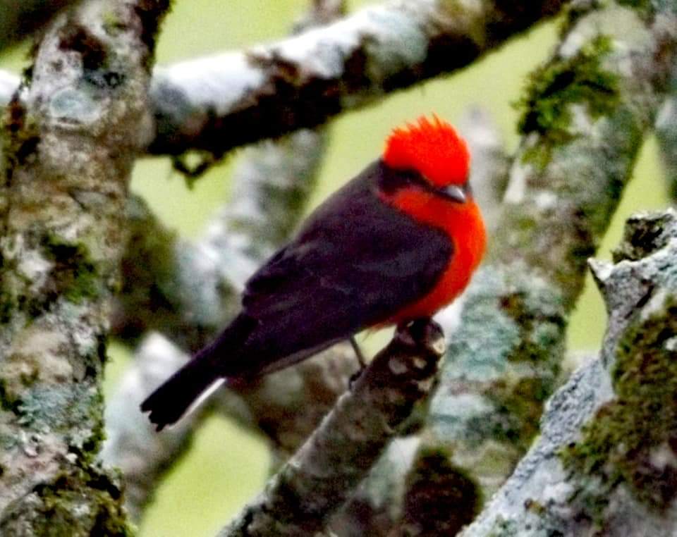 Beautiful bird in Salento, Colombia