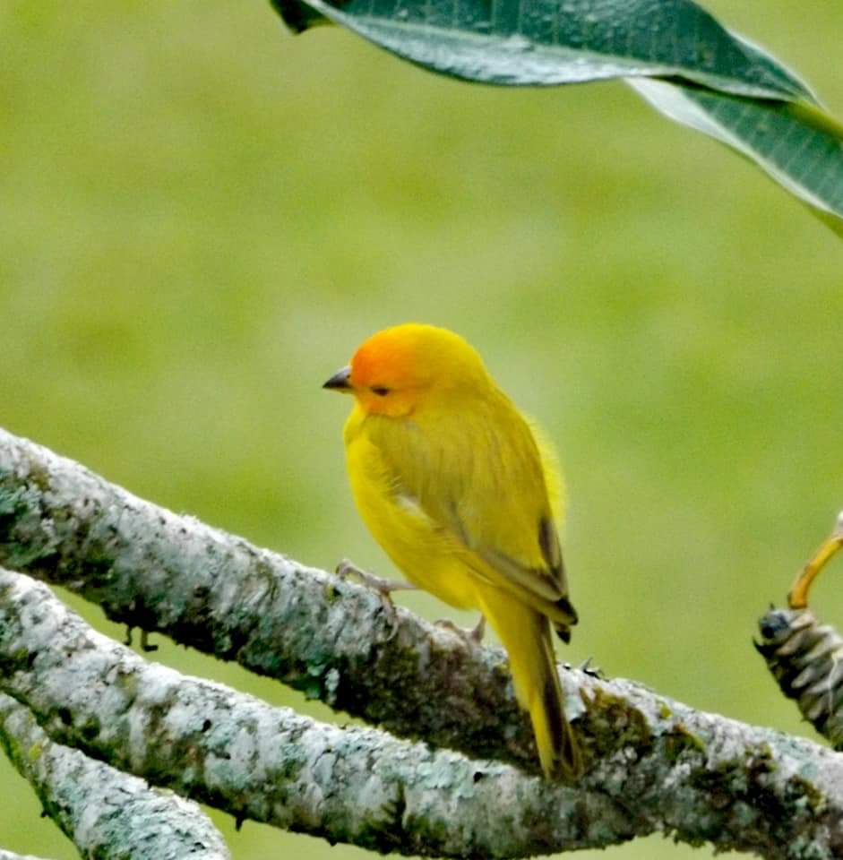 Lovely bird in Salento, Colombia