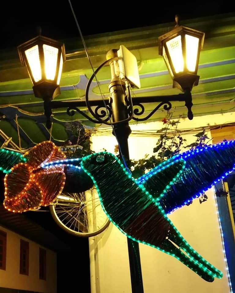 Hummingbird Christmas lights, Salento, Colombia