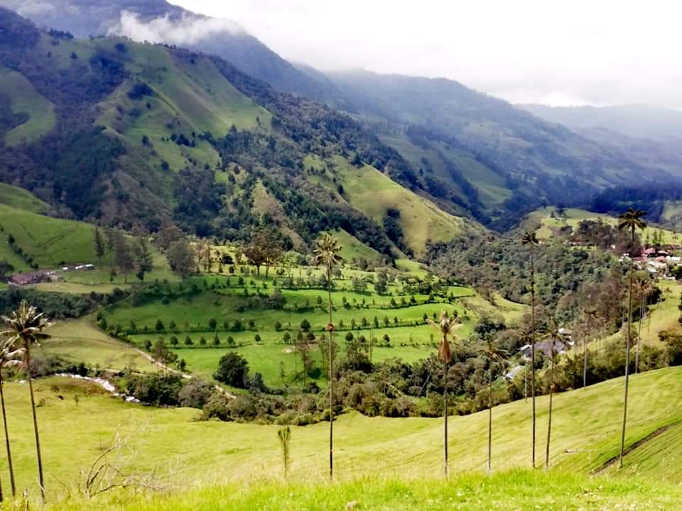 view over the Cocora valley, Colombia