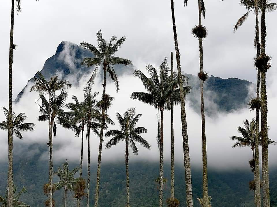 The tallest palm trees at the Cocora valley, Colombia