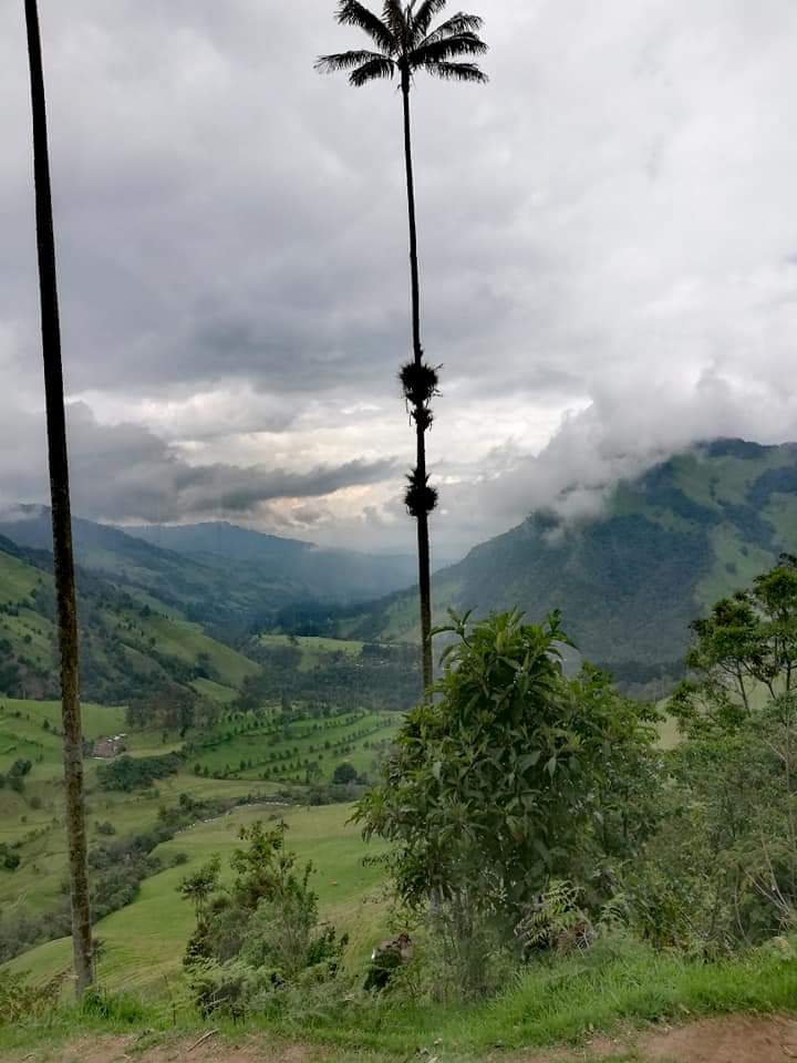 Enormous palm tree in the Cocora valley, Colombia