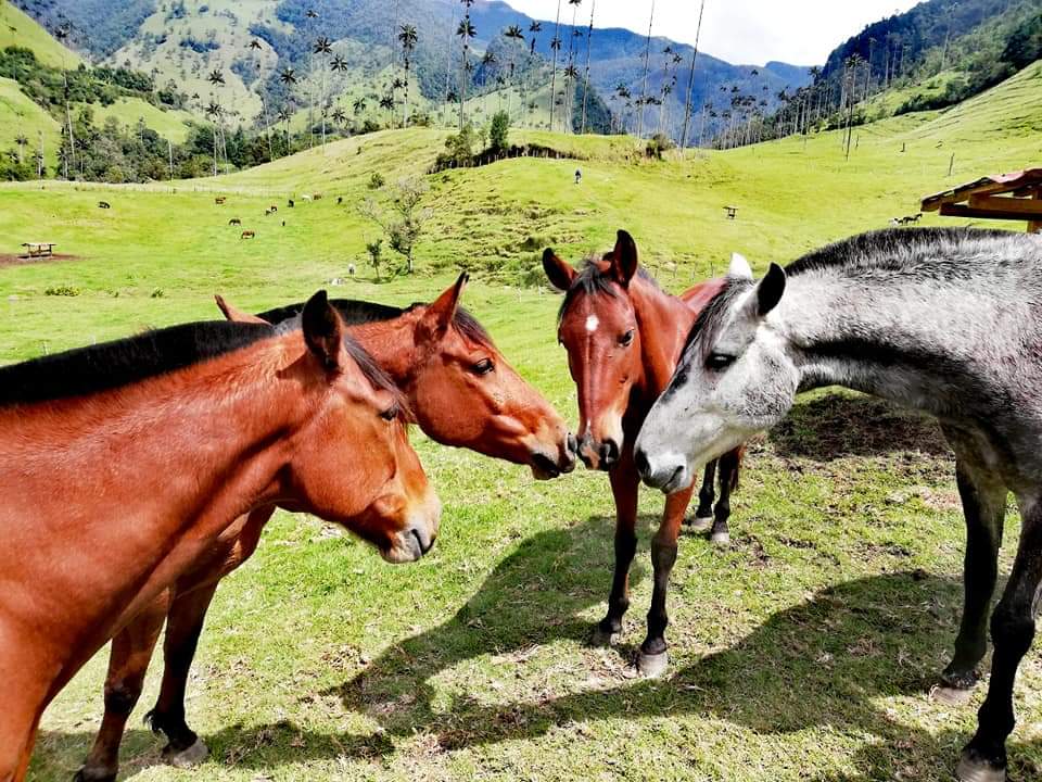 Horses at the Cocora valley, Colombia