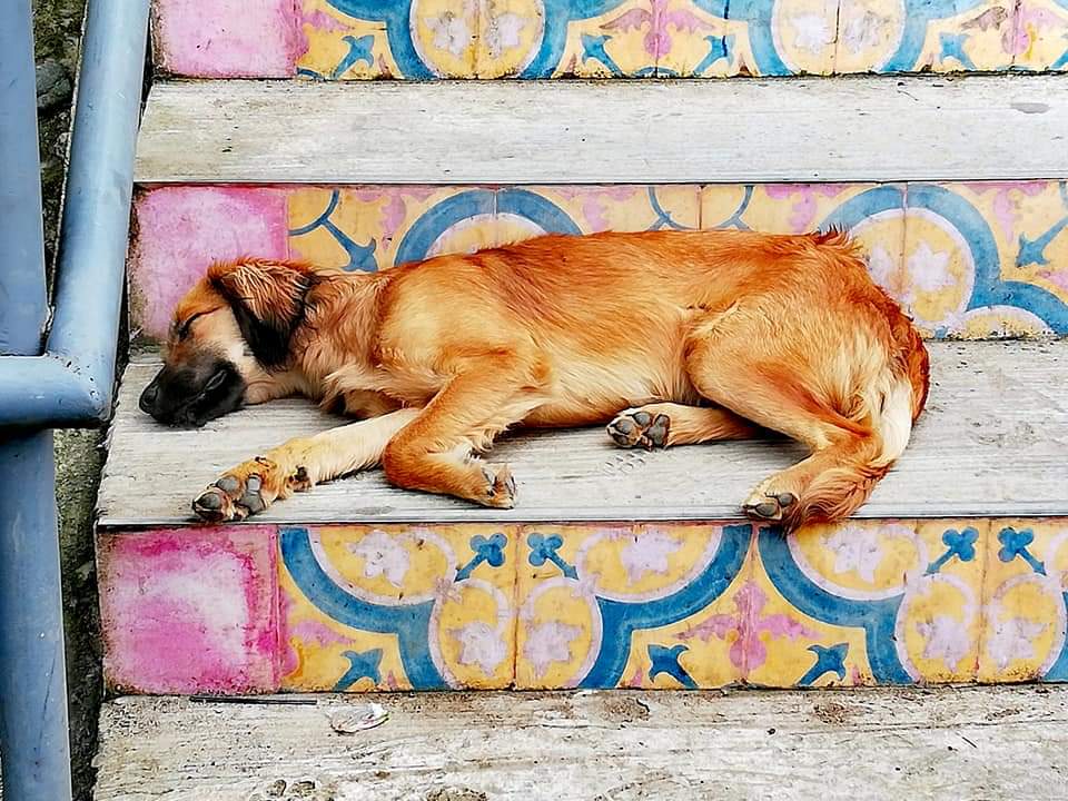 Peaceful dog, Salento, Colombia