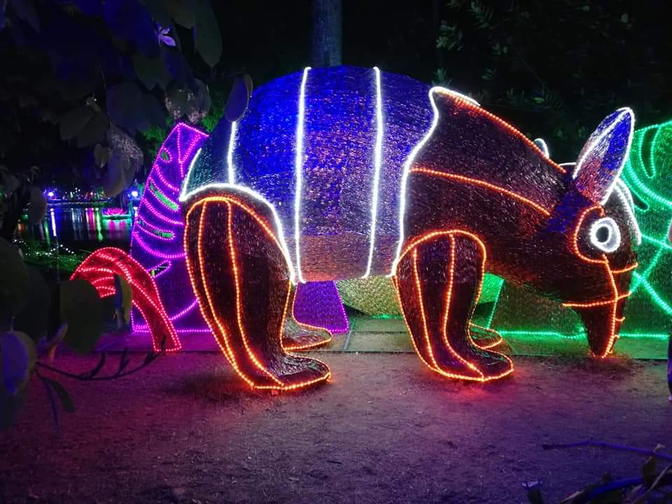 Anteater Christmas light Medellin, Colombia