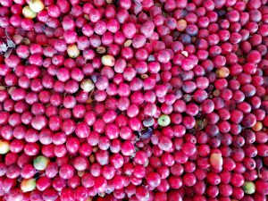 coffe beans, Salento, Colombia