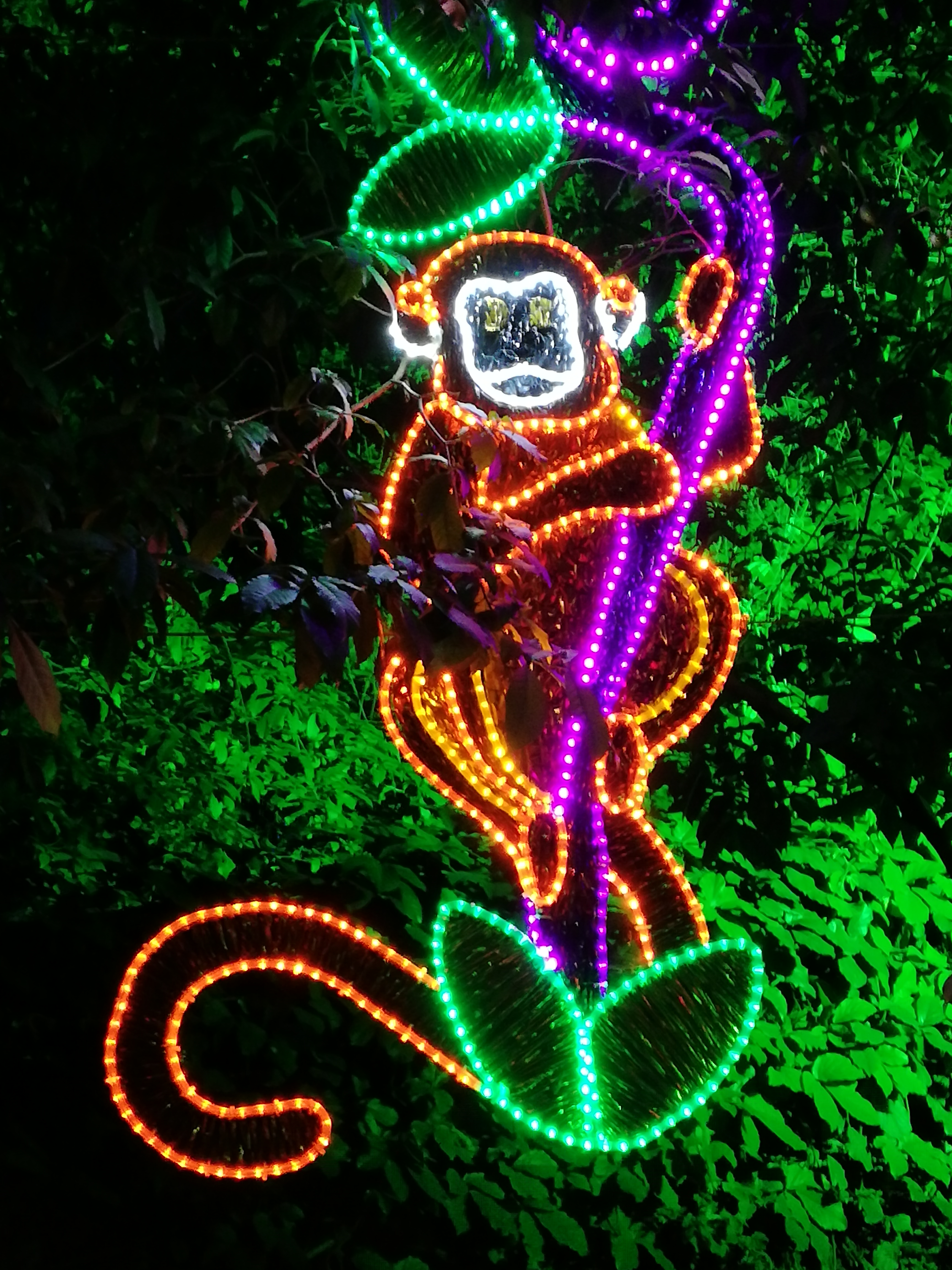 Rainforest Christmas lights Medellin, Colombia