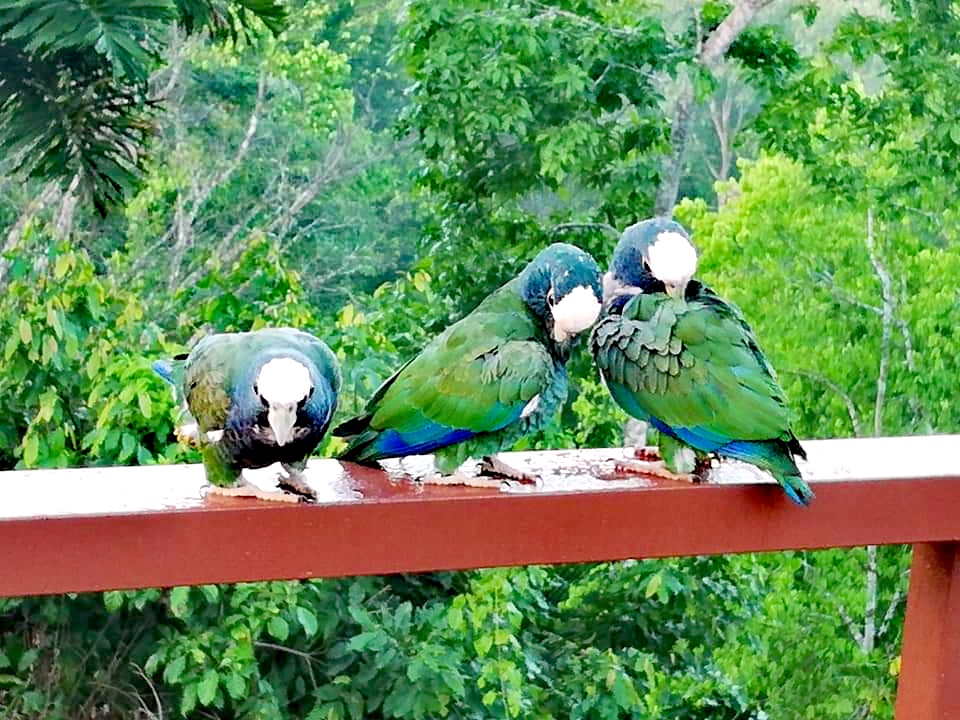 parrots in costa rica