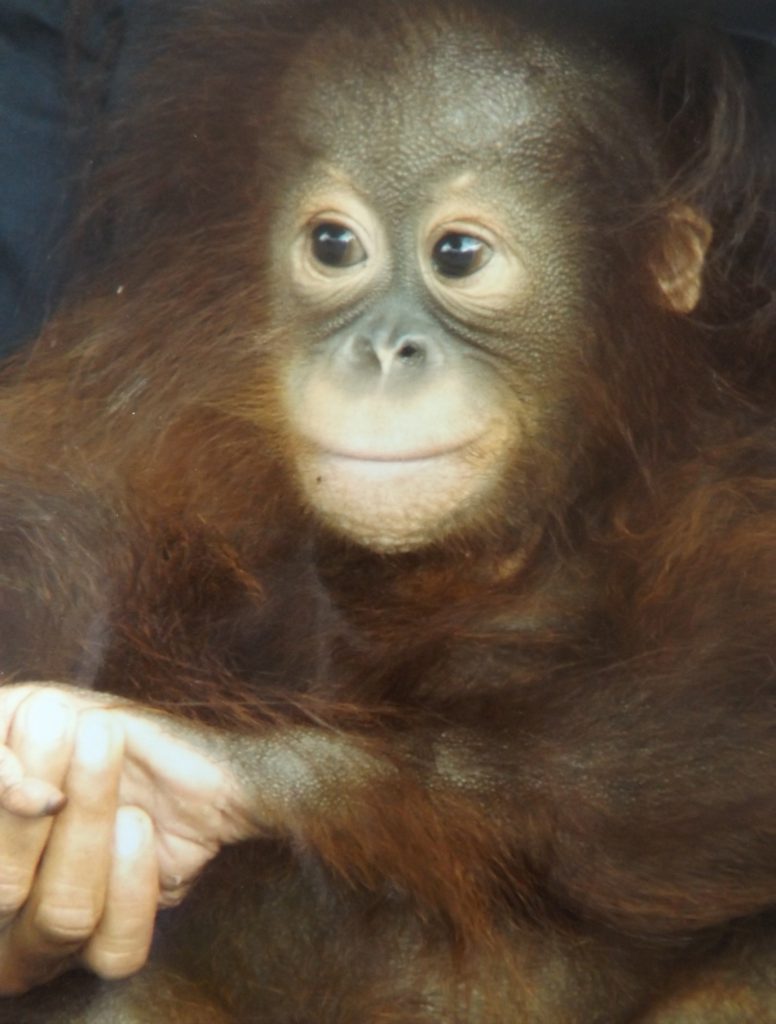 baby orangutan