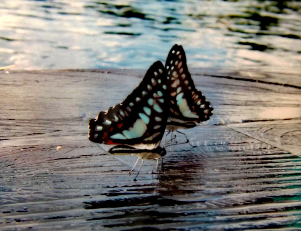 butterfly
