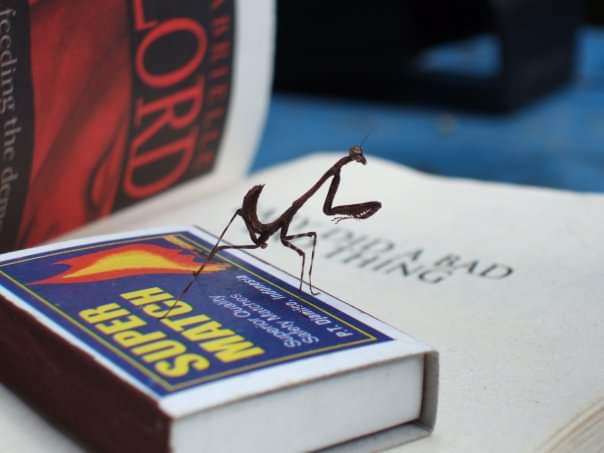 insect