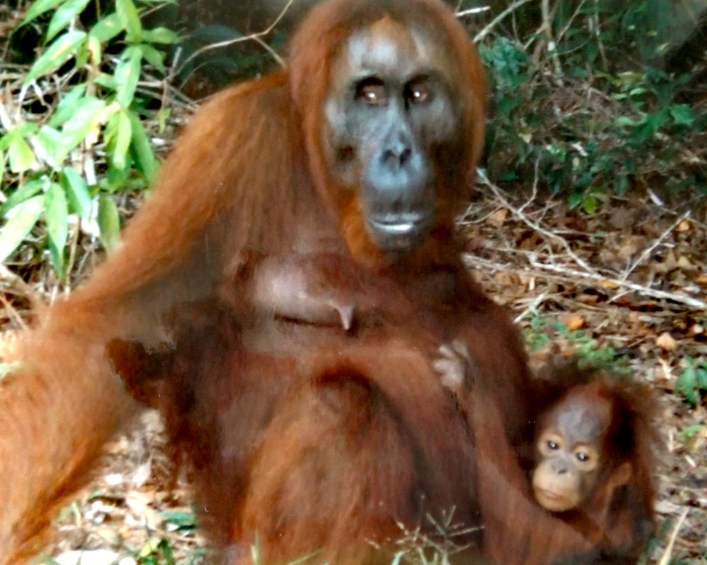 Volunteering for the Orangutan Foundation in Borneo