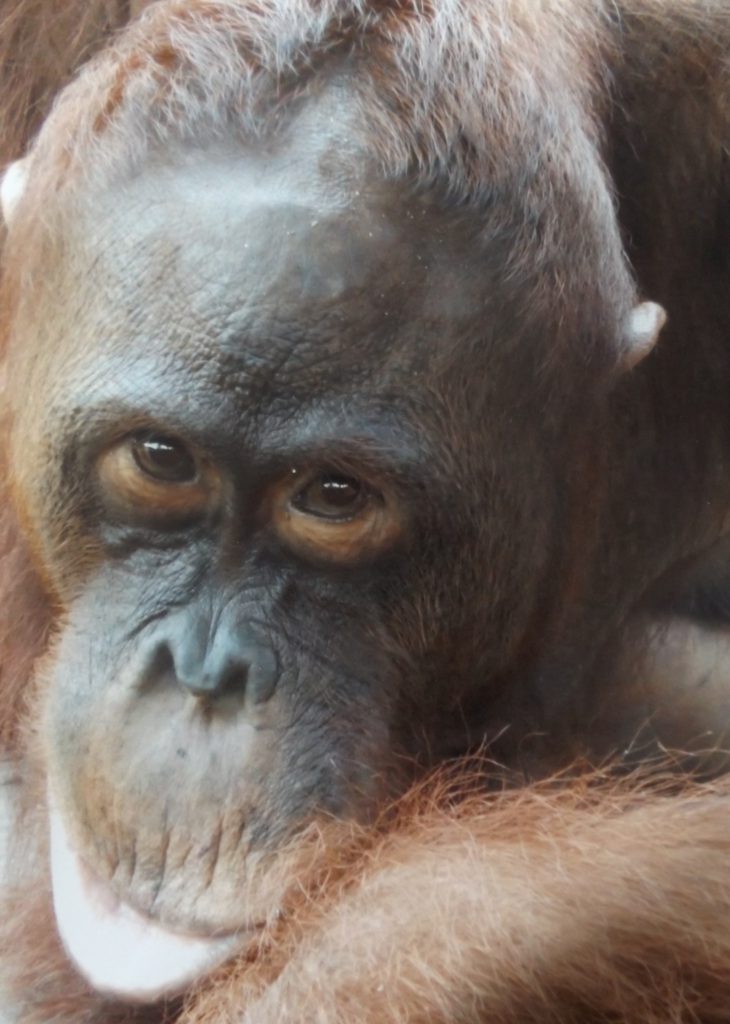 orangutan - close up of face