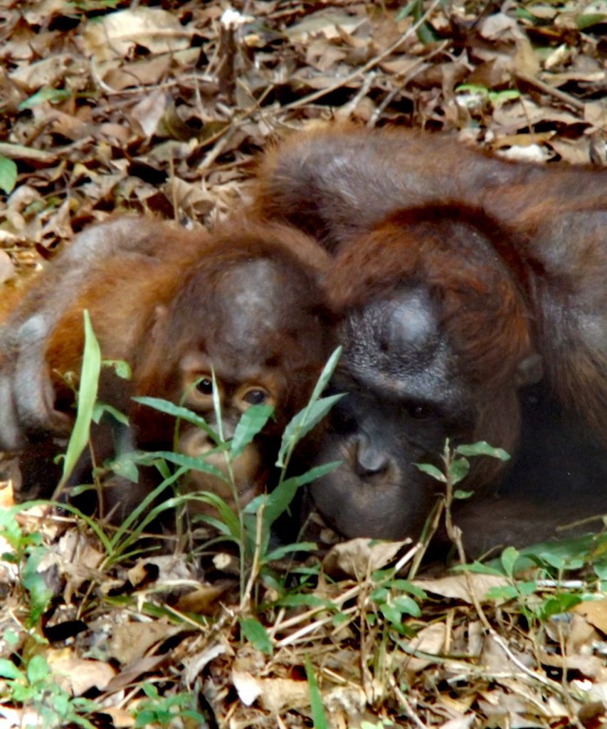 orangutans cuddling
