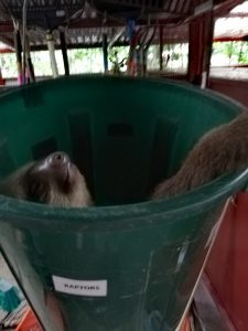 sloth in a bucket