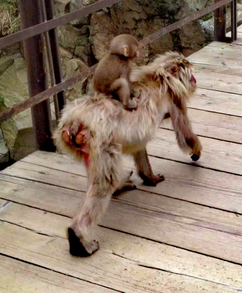 baby monkey riding an adult monkey
