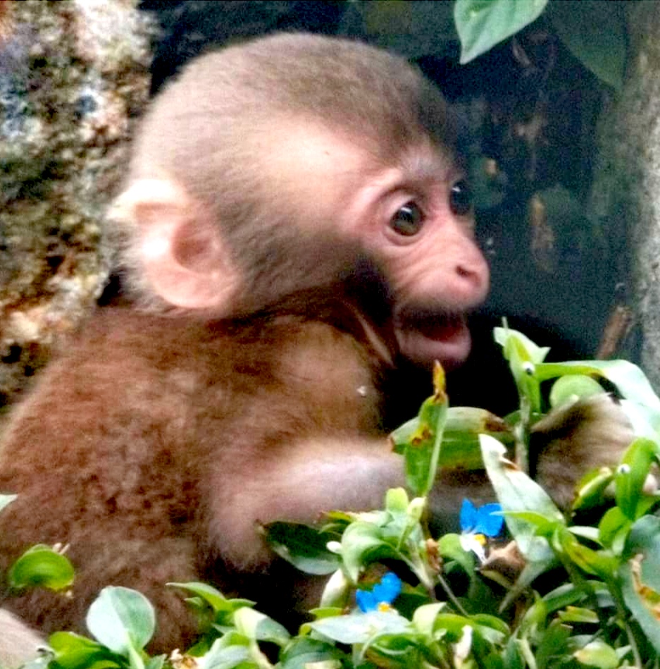 baby monkey