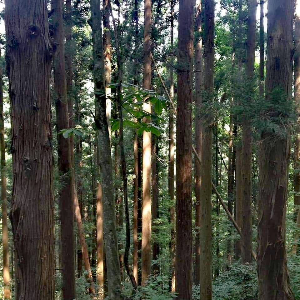 Japanese forest