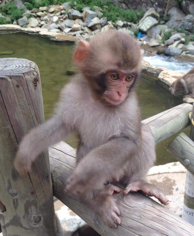 funny Japanese monkey