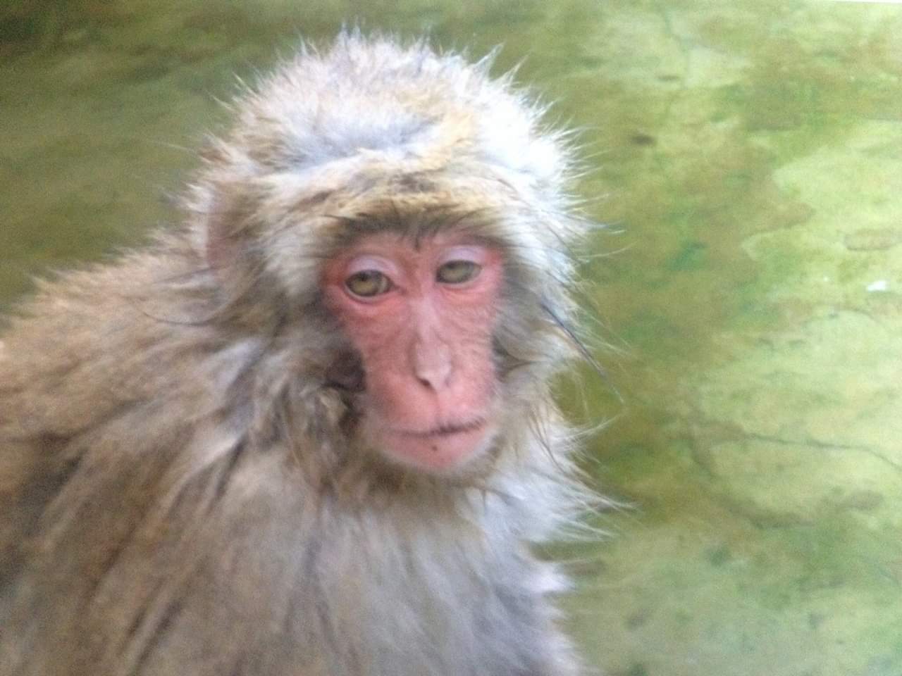 japanese macaque monkey