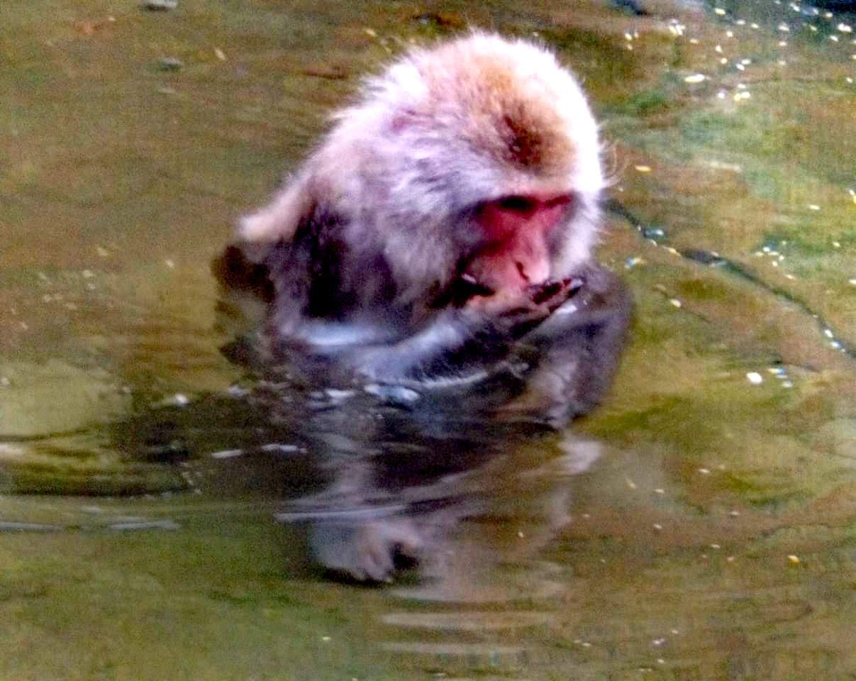 monkey drinking water