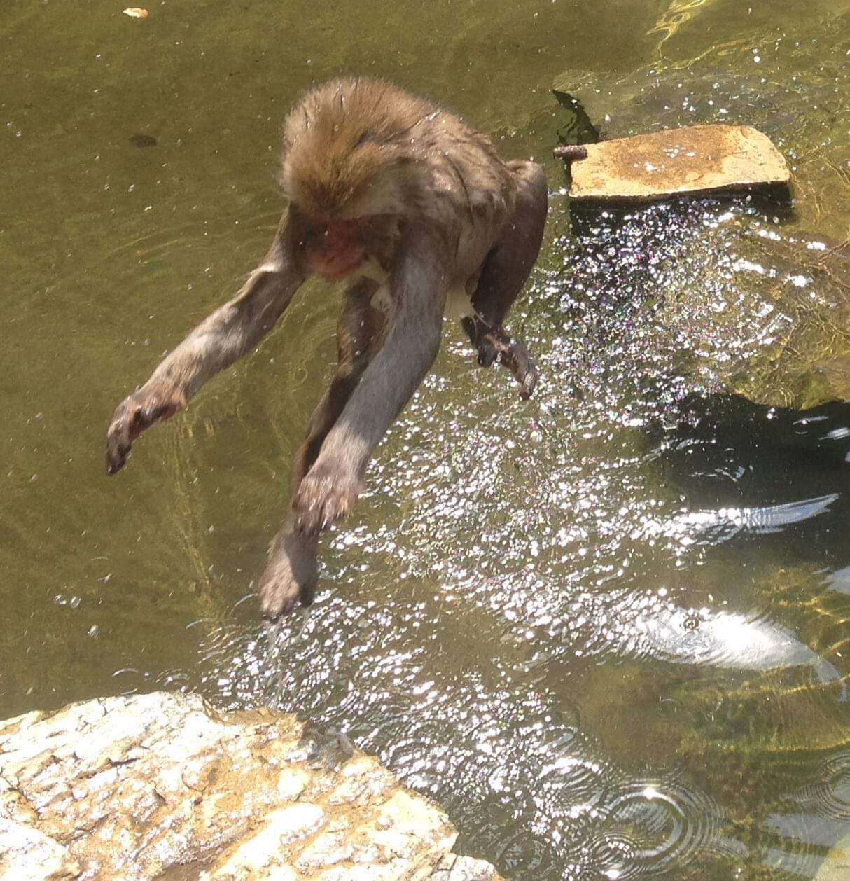 jumping monkey