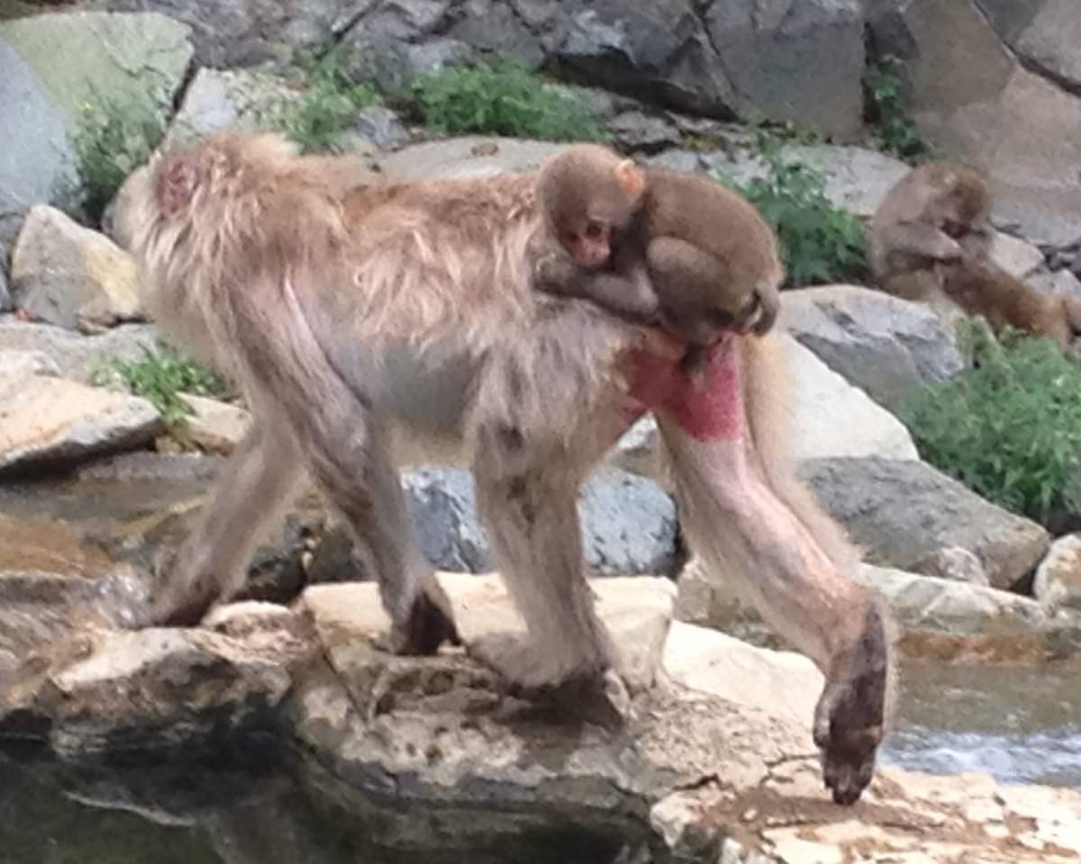baby and parent snow monkeys together