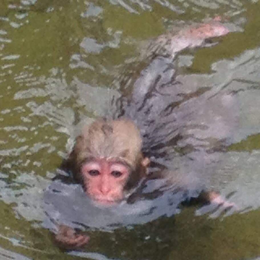 swimming monkey