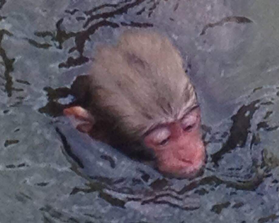 monkey head in water