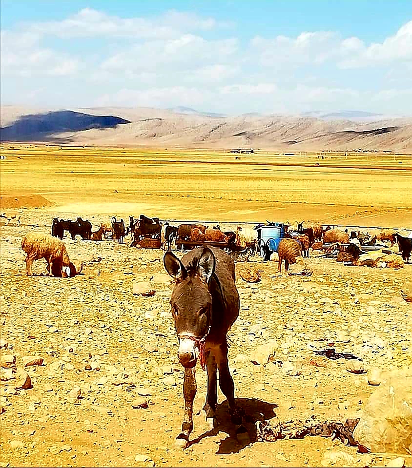 donkeys in Iran