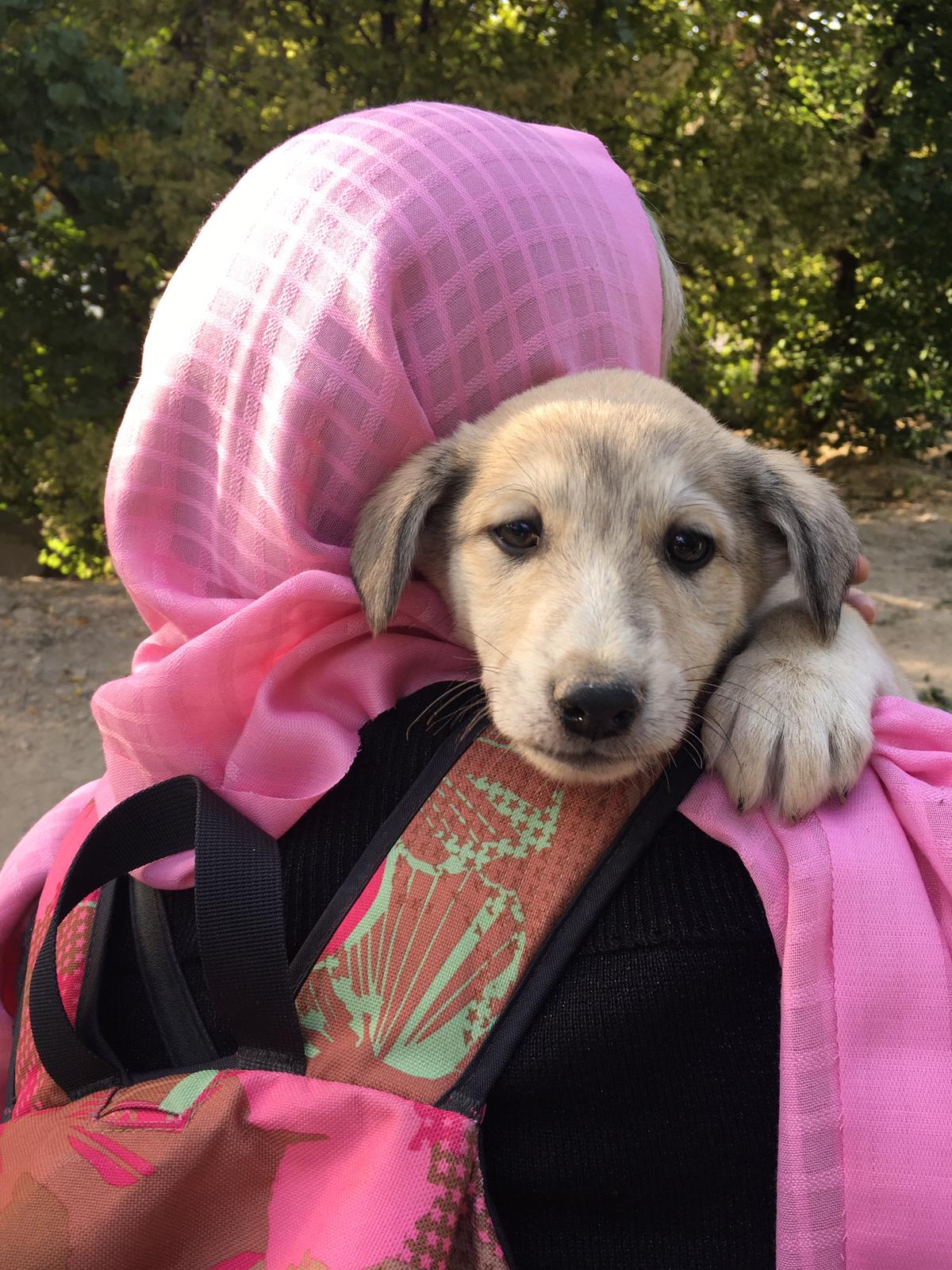 cute dog in Iran