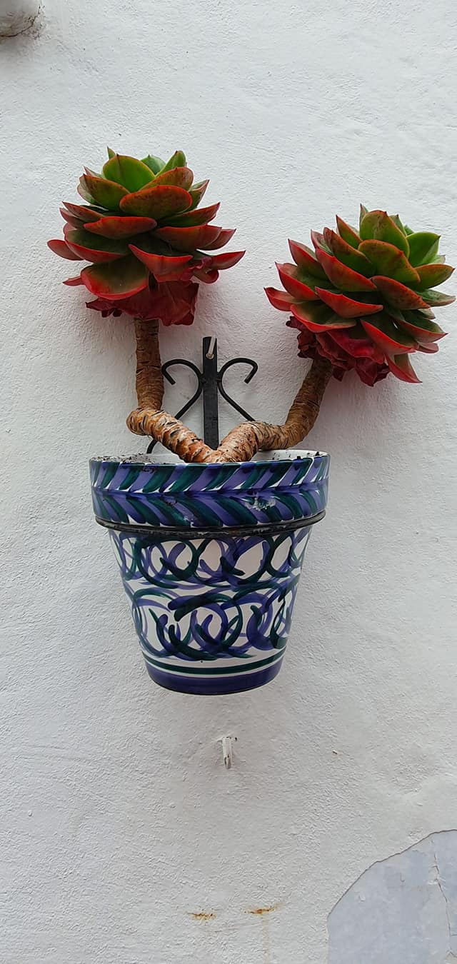 frigliana plant pot