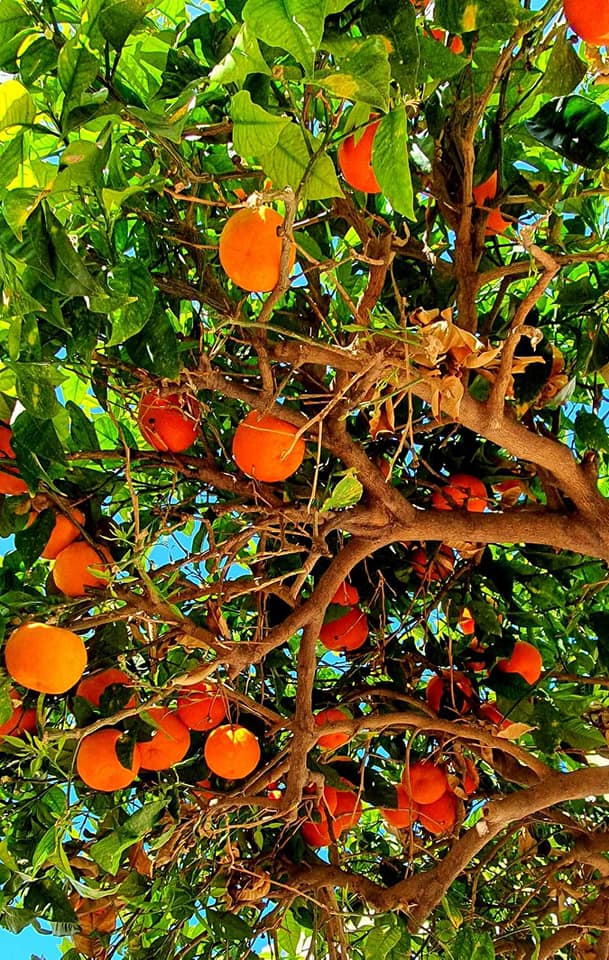 tree in nerja