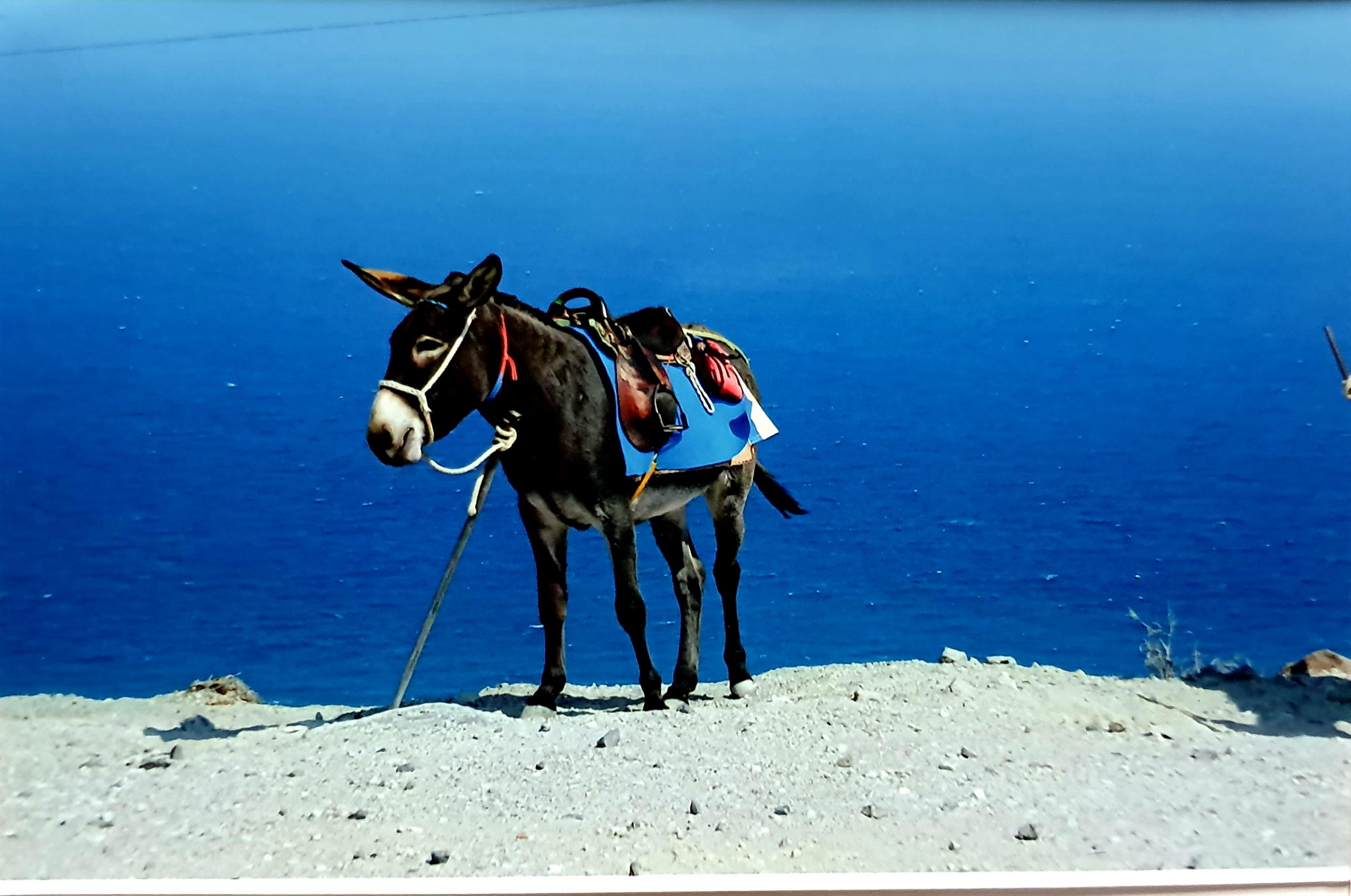 my trip to santorini - donkey