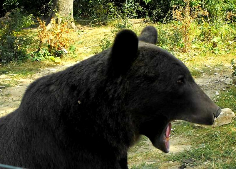 a yawning bear