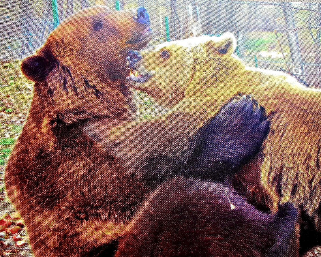 Cristi and Lydia - the first bears at Libearty bear sanctuary