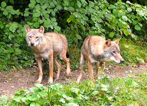wolves at the sanctuary