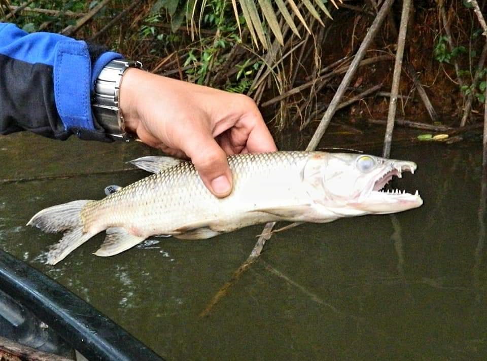 a piranha we caught at Tiwai National Park