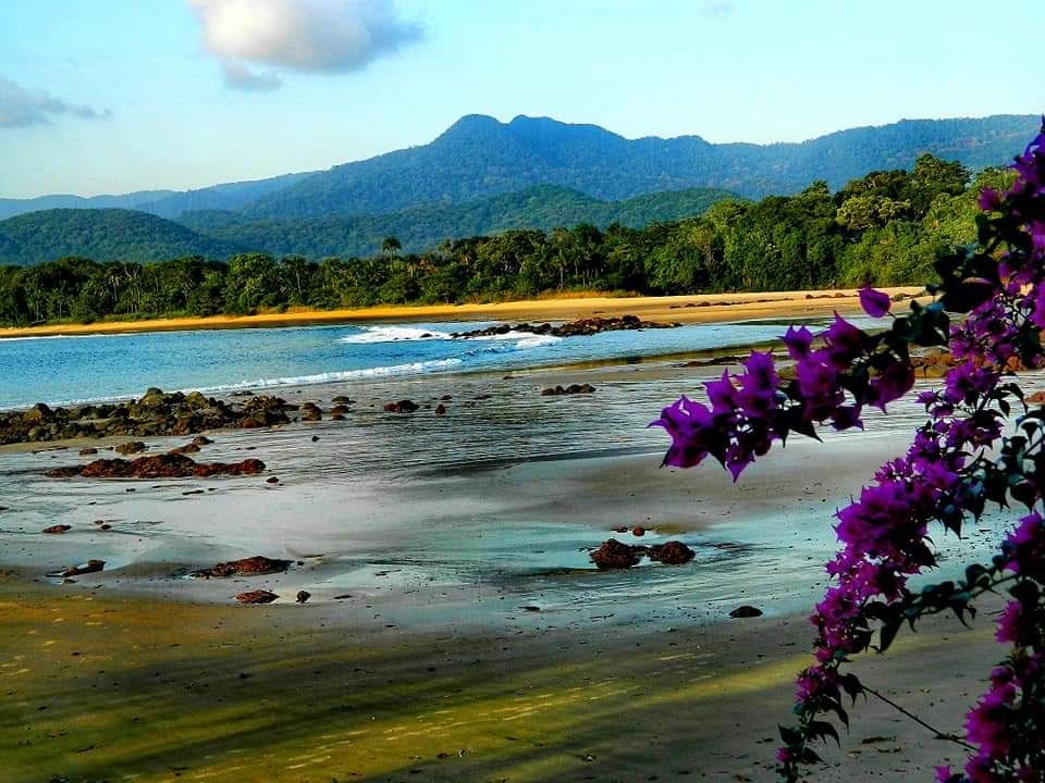 beach and a flower in Sierra Leone