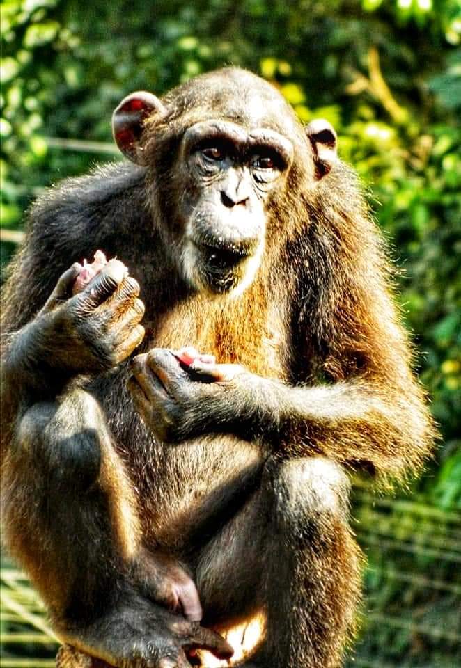 chimp eating