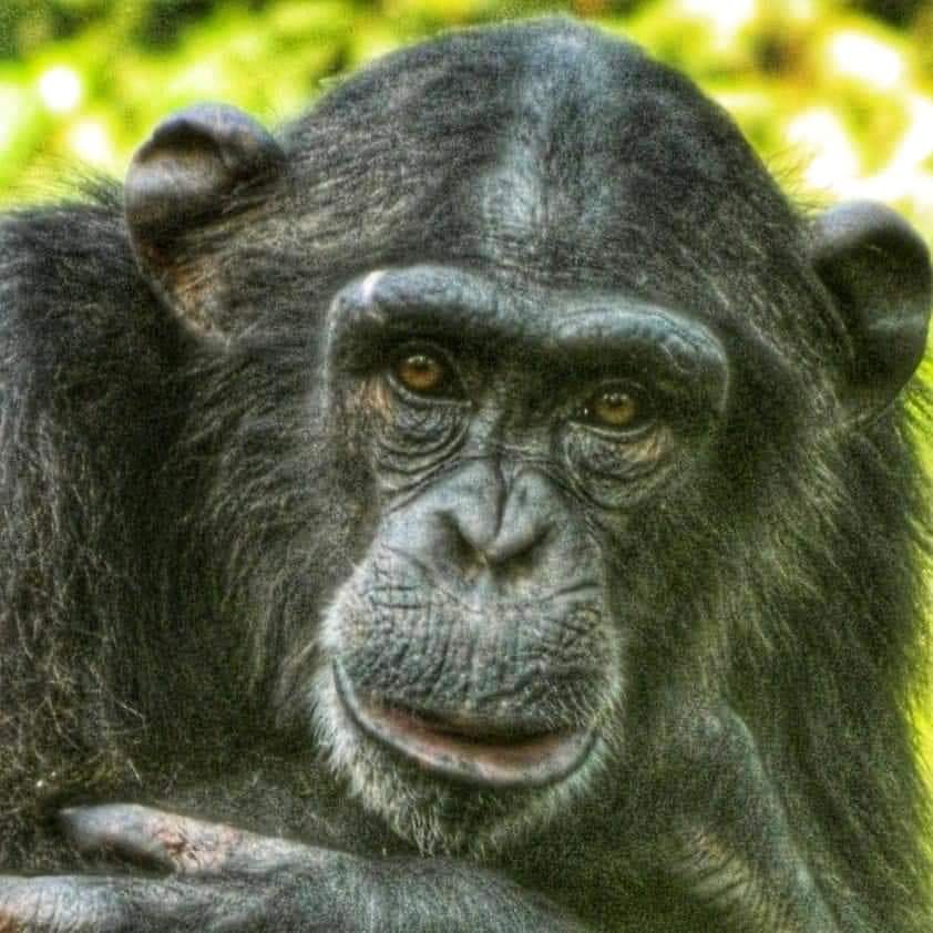 chimpanzee face