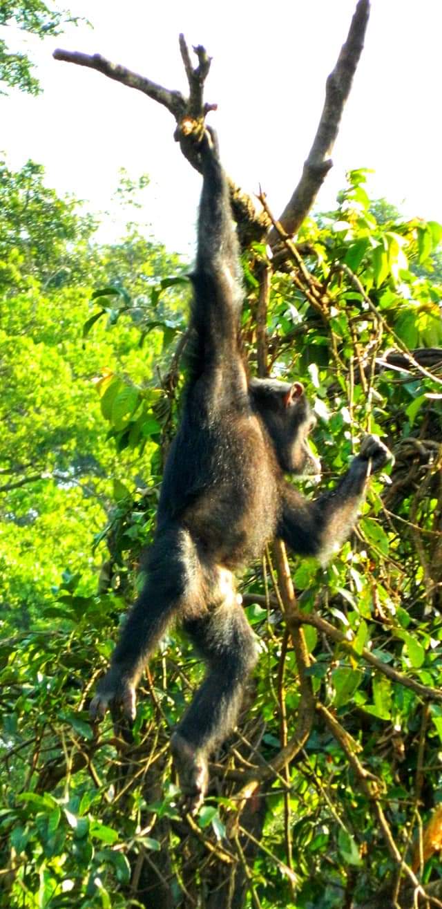 chimpanzee swinging