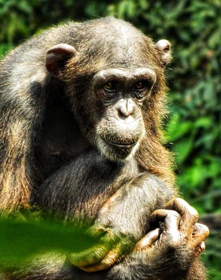 chimpanzee close up