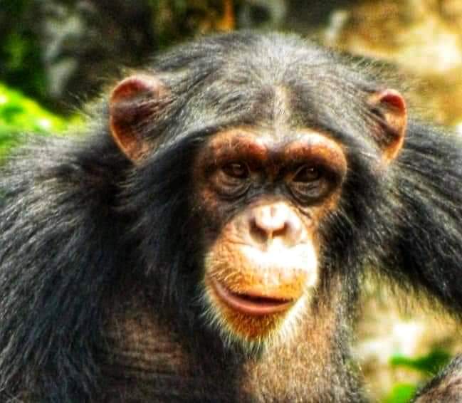 chimpanzee