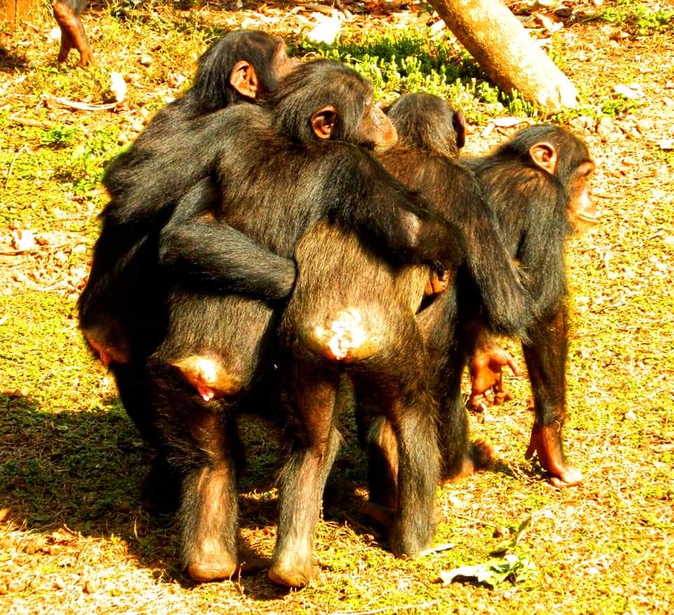 chimpanzees in Sierra Leone