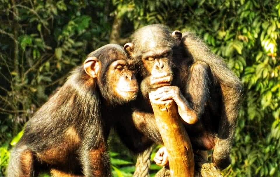 chimpanzees huddled close together