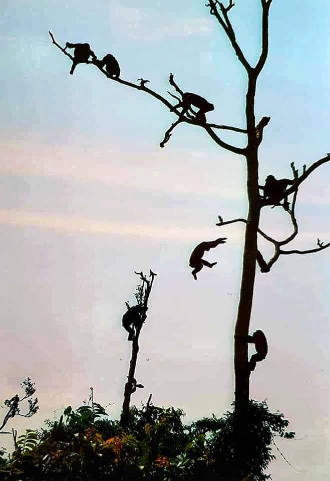 chimps in tree