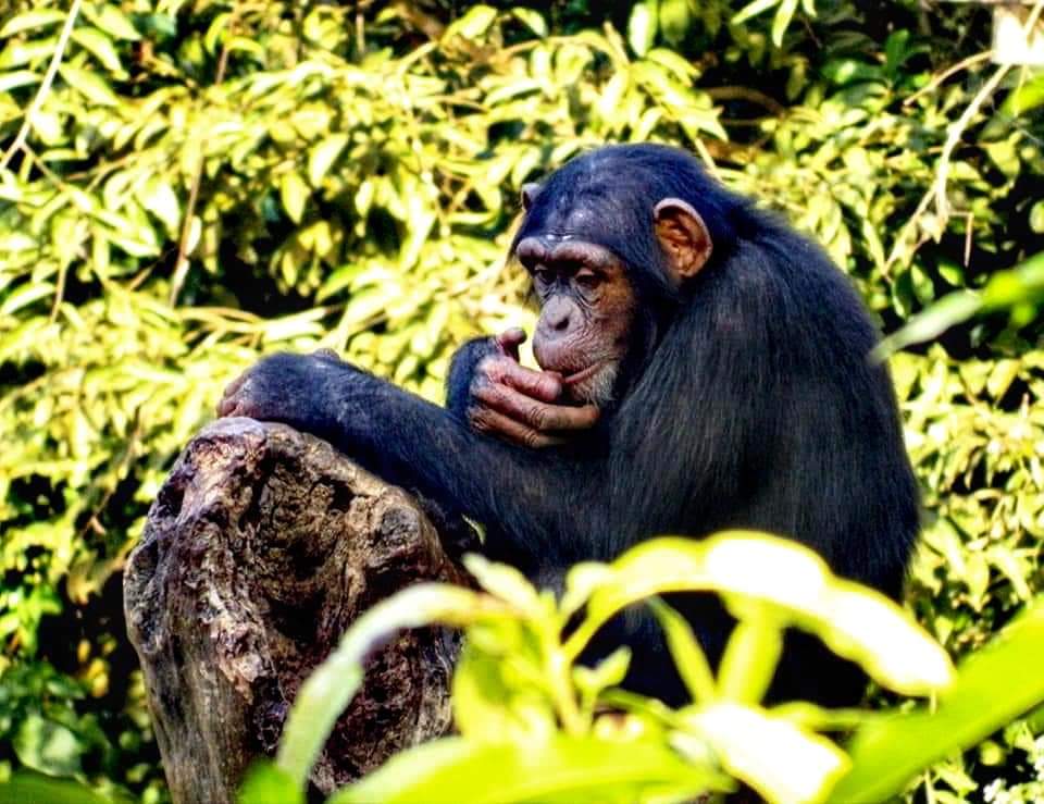 a chimp looking relaxed